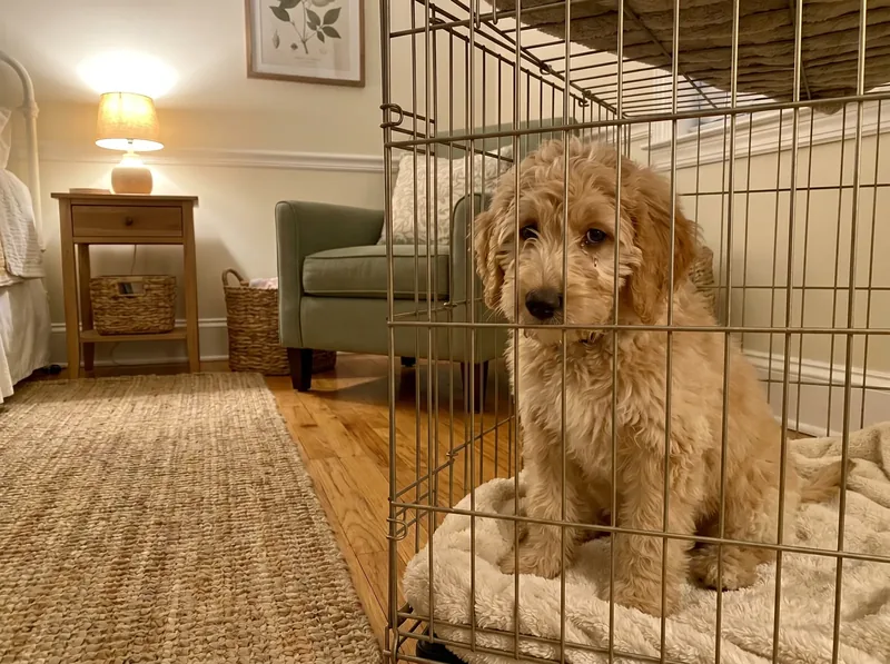 Daisy, a golden Doodle puppy