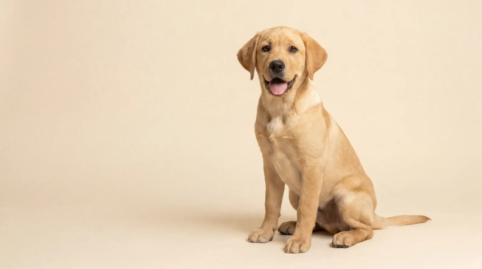 Tucker, a playful yellow Labrador puppy, in a warm Southern family home